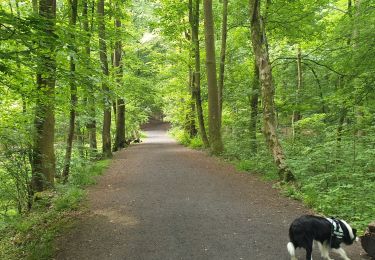 Tocht Langlaufen 's-Gravenbrakel - Braine le Comte - Photo