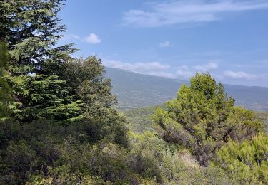 Trail Walking Crillon-le-Brave - Torrent Pied Blanc / Rocher de la Madeleine - Photo