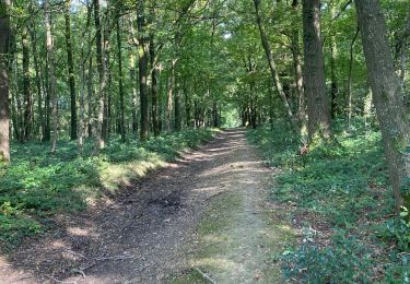 Trail Walking Gerpinnes - Automnale du Tournibus - Photo