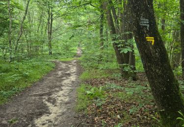 Trail Walking Les Granges-le-Roi - Forêt domaniale de Dourdan  - Photo