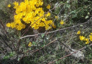 Tour Wandern Beauvallon - Ch Tousmas 8-10-2020 - Photo