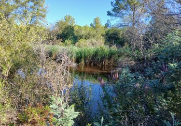 Trail Walking Roquebrune-sur-Argens - La Bouverie - Photo