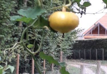 Tocht Stappen La Chapelle-Montligeon - La chapelle Montligeon- En suivant le Tram - Photo