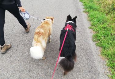Trail Walking La Roche-en-Ardenne - vecmont canin 01 - Photo