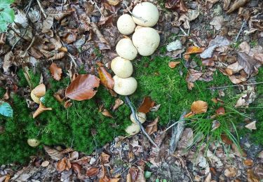 Tocht Noords wandelen Habscht - grillplaz  - Photo