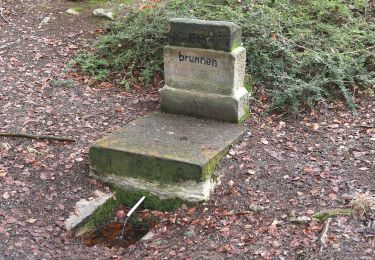 Percorso A piedi Lichtenfels - Hochstadter Südweg - Photo