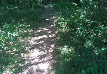 Trail Walking Antonne-et-Trigonant - Lanmary  variente 1 - Photo