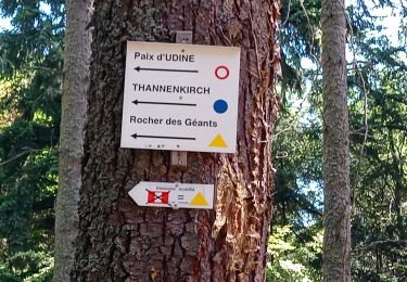 Tour Wandern Rappoltsweiler - Ribeauvillé - Taennchel (09/07/2020) - Photo