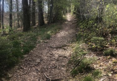 Tour Wandern Ferrières - Adeps  10 Km à Burnontige  - Photo