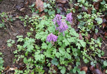 Trail Walking Onhaye - Falaen - Photo