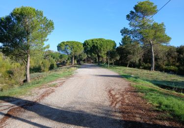 Trail On foot La Motte - Massif de la Colle du Rouet 25-09-2024 - Photo