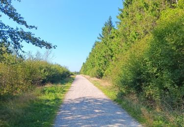 Trail Walking Waimes - autour de botrange et du bois de sourbrodt - Photo
