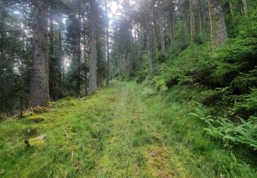 Trail Walking Fraize - mp fraize 2021 - Photo