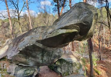 Trail Walking Fontainebleau - coseg 26 février  - Photo