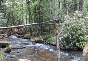 Trail Walking Saint-Denis - la prise d'alezeau - Photo