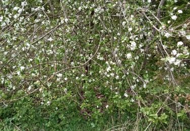 Randonnée Marche Saint-Étienne-du-Rouvray - Forêt du Madrillet Jacques 01 62 76 - Photo