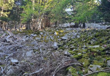 Trail Walking Metzeral - Petit-Ballon via Col du Hilsenfirst - Photo