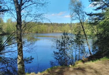 Tocht Stappen Lommel -  CANI-RADO TOUR (boucle Sahara de Lommel)  - Photo