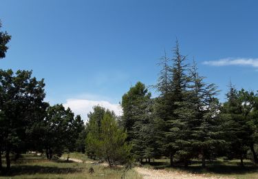 Tour Wandern Roaix - Roaix : Bois des Abrigeaux - Photo