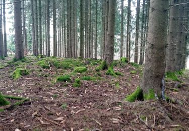 Percorso A piedi Buchen (Odenwald) - Rundwanderweg Waldhausen 2 Grauer-Forst-Weg - Photo