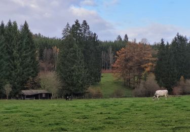 Tour Wandern Vielsalm - rando bihain 19-11-2023 - Photo