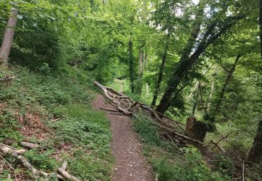 Trail Walking Notre-Dame-de-Bondeville - La bretêque-Isneauville-Houppeville - Photo