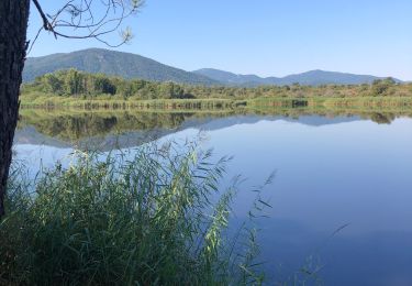 Tour Wandern Le Cannet-des-Maures - Le vallon des Escarcets  - Photo