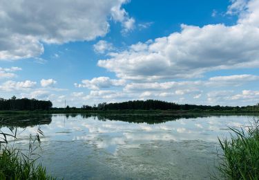 Excursión Senderismo Zonhoven - de-wijers-platwijers-wijvenheide-instapplaats-paalsteen-groen 2 - Photo