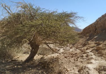 Randonnée A pied Conseil régional de Ramat Negev - IL-17280 - Photo