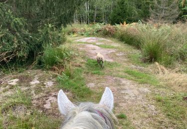 Trail Horseback riding Saint-Quirin - Camping st quirin belles roches abri Klein haut du bon Dieu halmoze lamperstein  - Photo