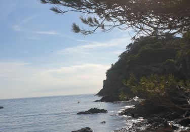 Tour Wandern Hyères - Porquerolles  à pied  - Photo