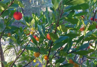 Tour Wandern Le Beausset - bastide les 4 freres - Photo