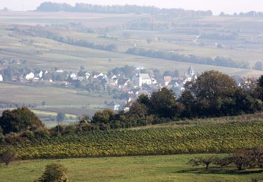 Tocht Te voet Gau-Algesheim - Hiwweltour Bismarckturm - Photo