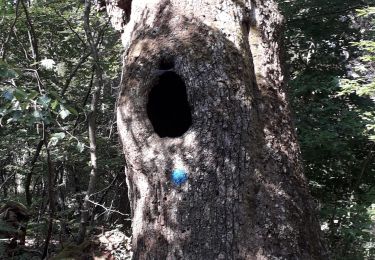 Randonnée Marche Fontainebleau - barbizon  - Photo