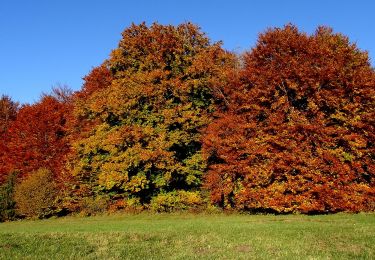 Randonnée A pied Gomadingen - Mägerkingen - Steinhilben - Photo