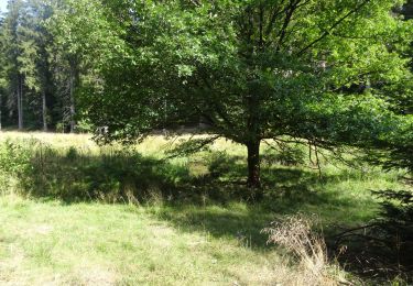 Randonnée V.T.T. Musson - Foret d'Etalle depuis Willancourt - Photo