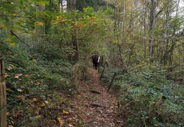 Trail Walking Dinant - ANSEREMME ... val de Lesse. - Photo