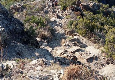 Trail Nordic walking Collioure - rando musclée  - Photo