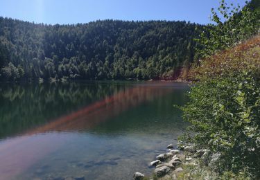 Tour Wandern Woll - La Bresse - La roche aux corbeaux - Photo