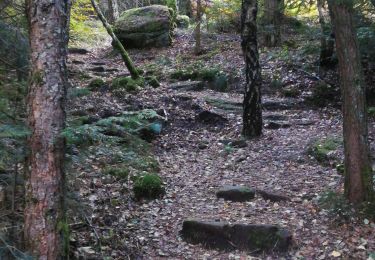 Trail Horseback riding Métairies-Saint-Quirin - abri barroni kiosque point de vue antenne  - Photo