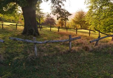 Trail Walking Bouxwiller - Bouxwiller Batsberg Chortens - Photo