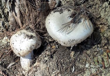 Trail Walking Manosque - 20211107spels - Photo