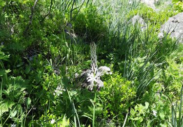 Trail Walking Les Deux Alpes - la danchere - Photo