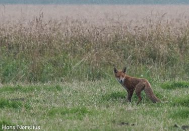 Randonnée A pied  - Sporene i Ballum, rød rute - Photo