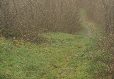 Trail Walking Husseren-Wesserling - nouveau  sentier  - Photo