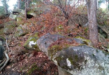 Trail Walking Fontainebleau - Un merle sur son mont - Photo