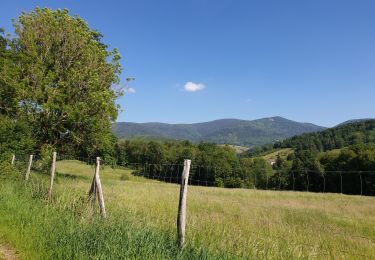 Randonnée Marche Villé - Le massif de la Honel - Photo