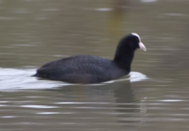 Trail Walking Eijsden-Margraten - 20220224 - Oost Martland Ornithologique 2.3 Km - Photo