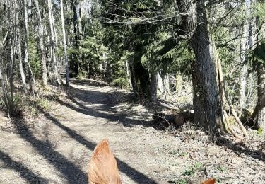 Tocht Paardrijden Entrelacs - La Vicourte - Les Crouteaux - Photo