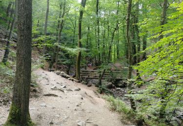 Tour Wandern Aywaille - Vallée du Ninglinspo à Nonceveux - Photo